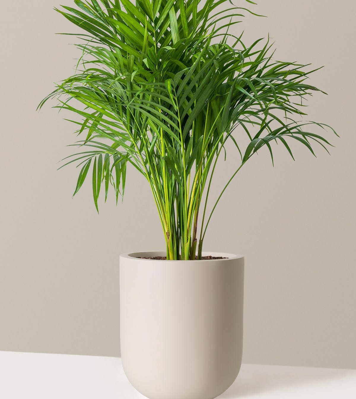 Areca palm
