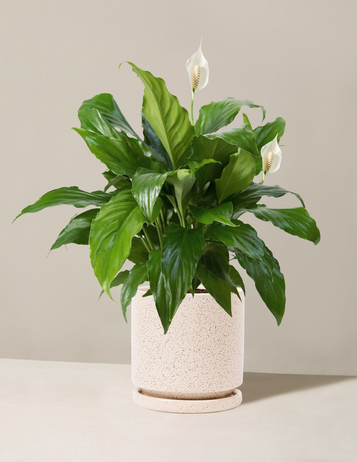 Peace lily