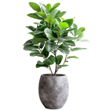 Plants