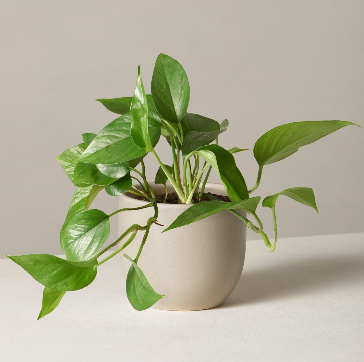 Pothos