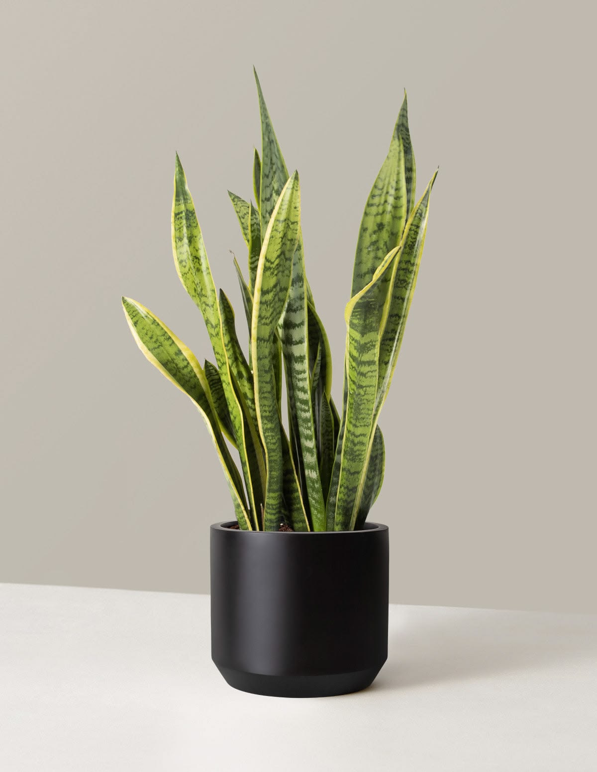 Snake plant